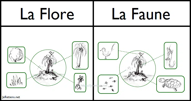 Qu’est-ce que la flore ?